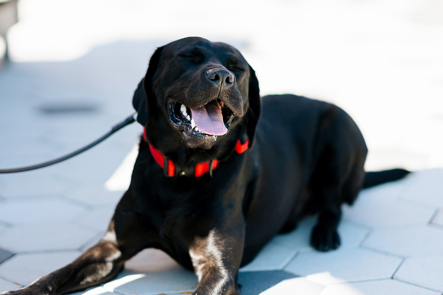Beacon, the UMass Boston comfort dog