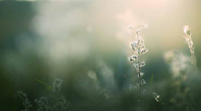 In Memoriam Image Beacons Magazine