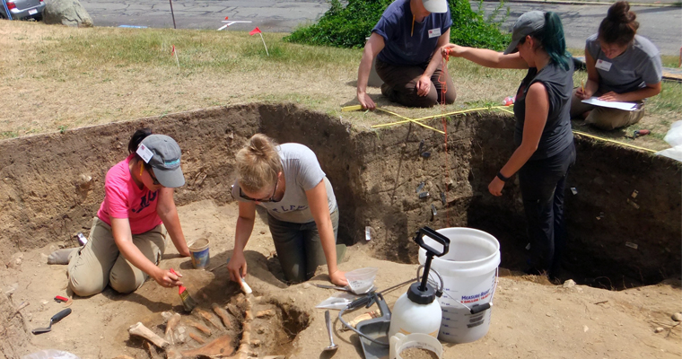 Students do the delicate work of exposing the bones of a calf that died within the compound of the first settlement. But what caused its death?